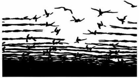 barbed wire graphic doves